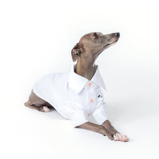 Kühlendes antiallergisches Bambus-Hundeshirt