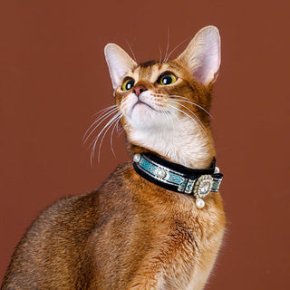 Samt-Halsband für Katzen